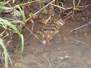 kaaiman tijdens rondvaart in natuurpark Tortuguerro