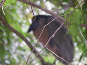 tijdens rondvaart in natuurpark Tortuguerro