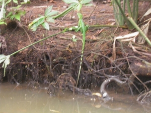 tijdens rondvaart in natuurpark Tortuguerro