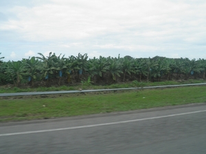 bananenplantages (vanuit rijdend busje)