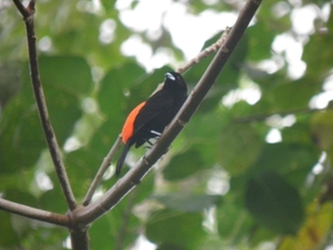 in tuin van ons guesthouse Playa Negra in Cahuita