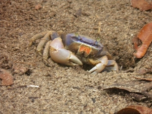 krabbetje in nationaal park Cahuita