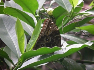 nationaal park Cahuita