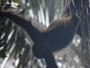 nationaal park Cahuita