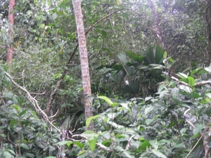 nationaal park Cahuita
