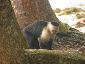 nationaal park Cahuita