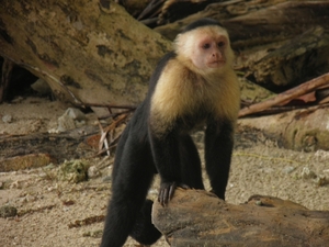 nationaal park Cahuita