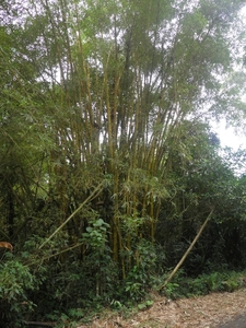 nationaal park Cahuita