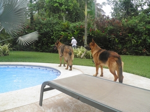 de 2 honden van het guesthouse in cahuita