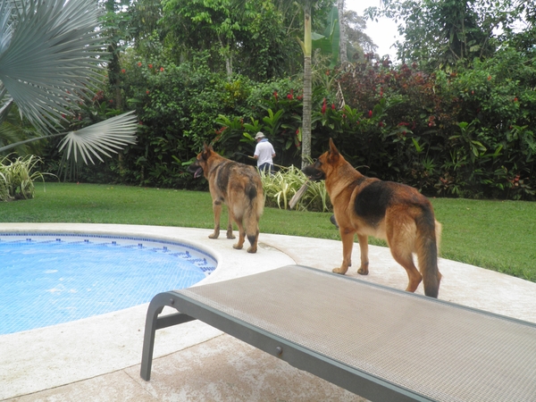 de 2 honden van het guesthouse in cahuita