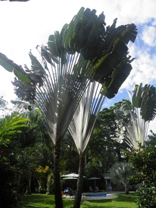 in tuin van ons guesthouse Playa Negra in Cahuita