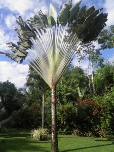 in tuin van ons guesthouse Playa Negra in Cahuita