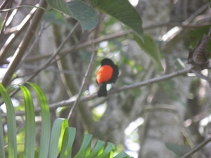 in tuin van ons guesthouse Playa Negra in Cahuita