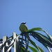 in tuin van ons guesthouse Playa Negra in Cahuita