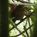 in tuin van ons guesthouse Playa Negra in Cahuita