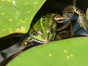 groene kikker