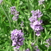 lavendel in de tuin