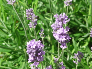 lavendel in de tuin