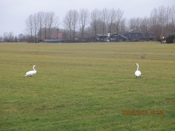Geldermalsen, 18 februari 2012 014