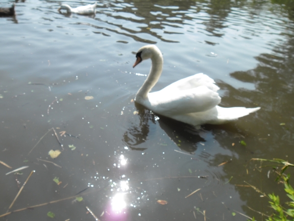SAM_0155