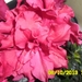 SAM_0602