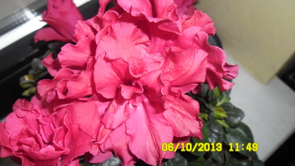 SAM_0602