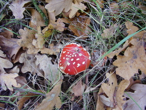 rood met witte stippen