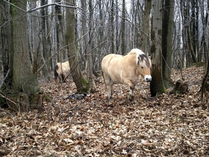 Nieuwgierige Noorse Fjord