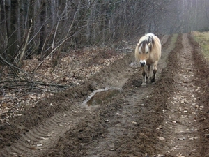 Was in voor een wandelingske