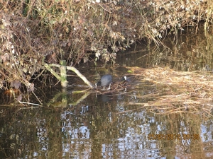 WS 78, Leidschedam. 25 februari 2012 017