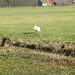 WS 78, Leidschedam. 25 februari 2012 088