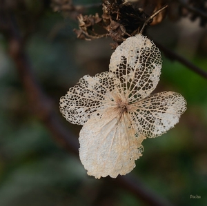 Hortentia bloemetje