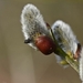 Wilgen katje, Salix