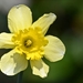 Narcis, Paasbloem