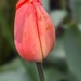 Bloemknop tulp