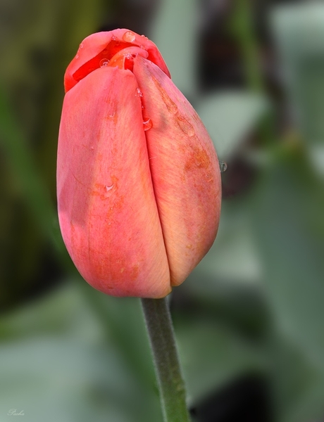 Bloemknop tulp