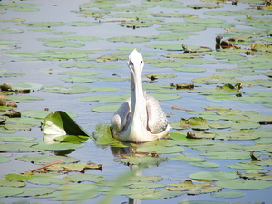 Pelikaan