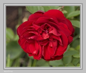 sized_FLORIBUNDA..