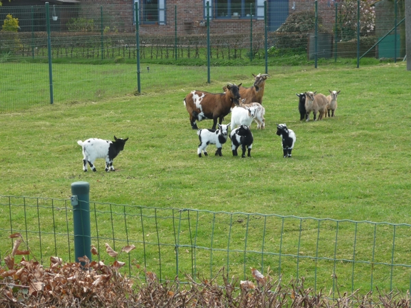 120415 WAARDAMME 002