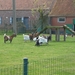 120415 WAARDAMME 003