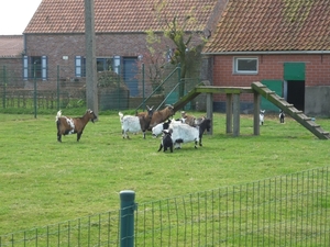 120415 WAARDAMME 003