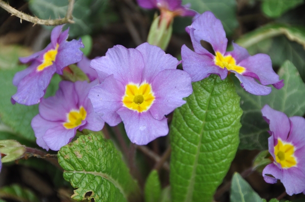 DSC_0002 TUSSEN DE CAPRIOLEN...!