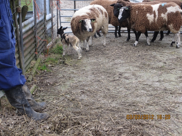 Geldermalsen, Winterserie 40 km, 3 maart 2012 088