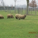 Geldermalsen, Winterserie 40 km, 3 maart 2012 078