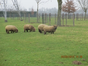 Geldermalsen, Winterserie 40 km, 3 maart 2012 078