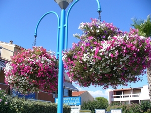 verzorgde bloemen