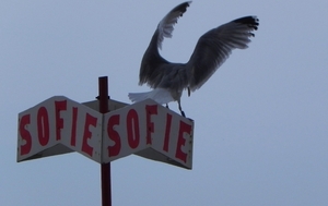 Blankenberge 9-8-2010 (48)