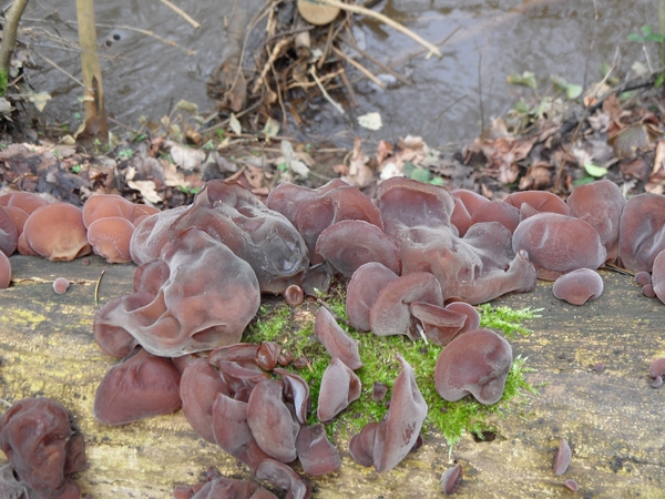 2012-03-06 JanMed Zoersel (107)