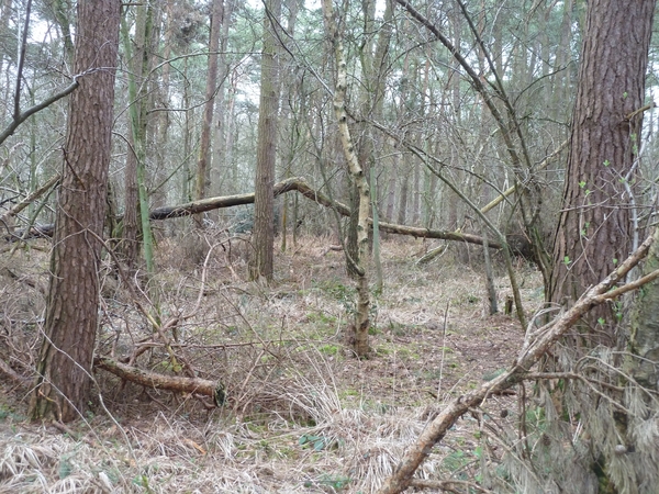 2012-03-06 JanMed Zoersel (36)