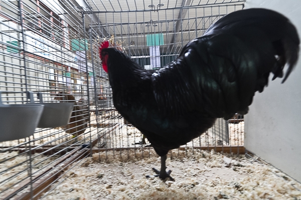 104-Groothoender_01_111113